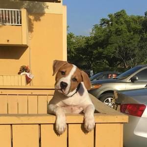 Meet your Posher, Jesus junior